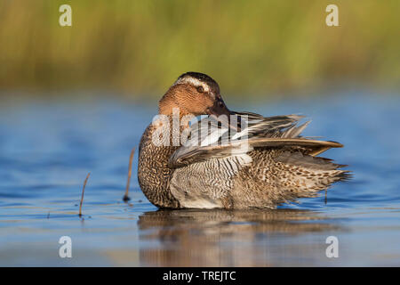 Krickente (Anas querquedula), männlichen Erwachsenen stehen in seichtem Wasser und Pflege, Russland, Tscheljabinsk Stockfoto