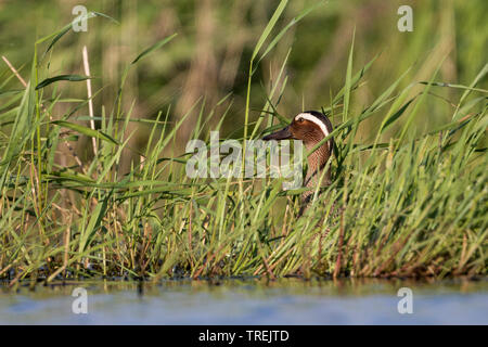 Krickente (Anas querquedula), männlich in Schilf, Russland, Tscheljabinsk Stockfoto