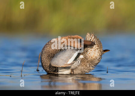 Krickente (Anas querquedula), männlichen Erwachsenen stehen in seichtem Wasser und Pflege, Russland, Tscheljabinsk Stockfoto