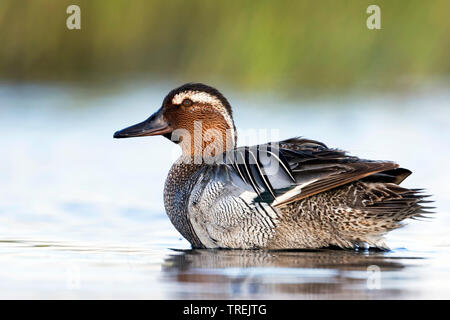 Krickente (Anas querquedula), erwachsenen männlichen, Russland, Tscheljabinsk Stockfoto