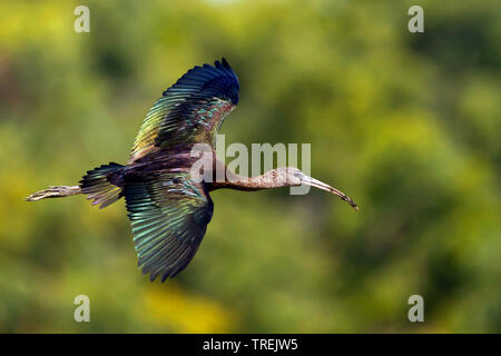 Glossy ibis (Plegadis falcinellus), im Flug, Marokko Stockfoto