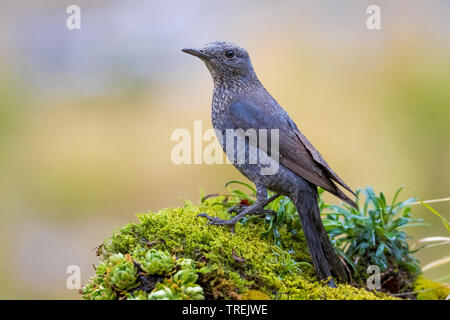 Blaumerle (Monticola solitarius), Weibliche hocken auf Moos, Italien Stockfoto