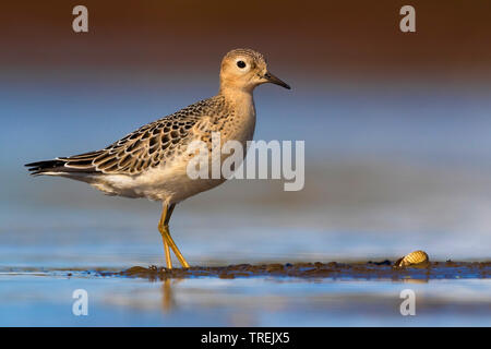 Buff-breasted Sandpiper (Tryngites subruficollis), im flachen Wasser stehend, Italien Stockfoto