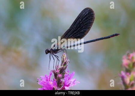 Mediterrane demoiselle, Kupfer demoiselle (Calopteryx haemorrhoidalis, Calopteryx haemorrhoidale), männlich, Italien Stockfoto