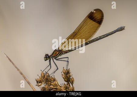 Mediterrane demoiselle, Kupfer demoiselle (Calopteryx haemorrhoidalis, Calopteryx haemorrhoidale), Weibliche, Italien Stockfoto