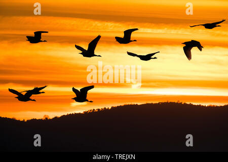 Kuhreiher, buff-backed Heron (Ardeola ibis, Bubulcus ibis), fliegende Truppe bei Sonnenuntergang, Italien Stockfoto