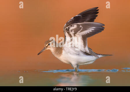 Flussuferläufer Actitis hypoleucos (Tringa, hypoleucos), stehend mit geöffneten Flügeln im flachen Wasser, Italien Stockfoto