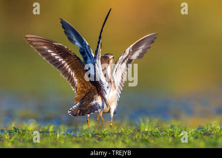 Flussuferläufer Actitis hypoleucos (Tringa, hypoleucos), Kämpfen, Italien Stockfoto