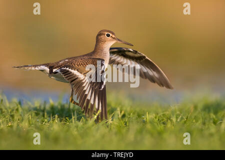 Flussuferläufer Actitis hypoleucos (Tringa, hypoleucos), mit geöffneten Flügeln auf Rasen, Italien Stockfoto