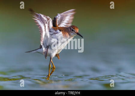 Flussuferläufer Actitis hypoleucos (Tringa, hypoleucos), off (aus), die aus dem Wasser, Italien Stockfoto