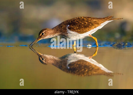 Flussuferläufer Actitis hypoleucos (Tringa, hypoleucos), auf der Suche nach Nahrung im flachen Wasser, Italien Stockfoto