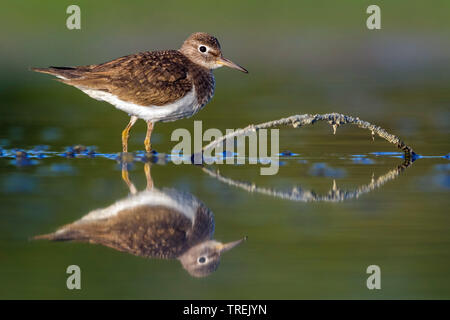 Flussuferläufer Actitis hypoleucos (Tringa, hypoleucos), im flachen Wasser stehend, Italien Stockfoto