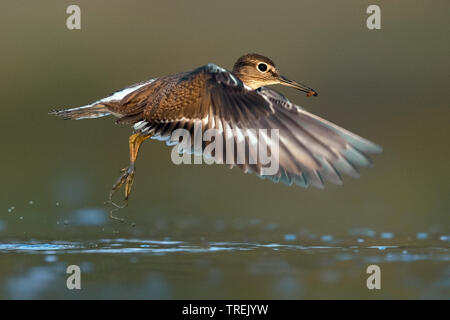 Flussuferläufer Actitis hypoleucos (Tringa, hypoleucos), off (aus), Italien Stockfoto