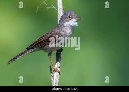 Asiatische Whitethroat (Sylvia communis rubicola rubicola), Sylvia, hocken auf einem Zweig, Seitenansicht, Kasachstan, Almaty, Ili-Alatau Nationalpark Stockfoto