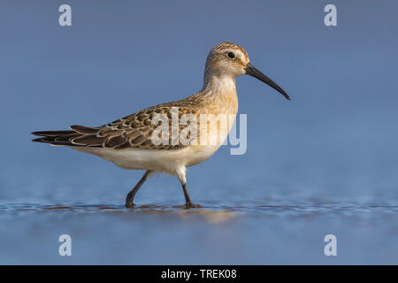 Curlew sandpiper (Calidris ferruginea), Wandern im flachen Wasser, Seitenansicht, Italien Stockfoto