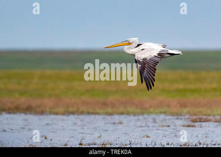 Krauskopfpelikan (Pelecanus crispus), Fliegende, Kasachstan, Astana Stockfoto