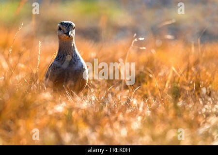 Dotterel, Speedy dotterel (Charadrius morinellus, Eudromias morinellus), in einem trockenen Wiese, Vorderansicht, Italien, Arezzo Stockfoto