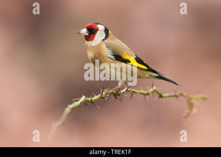 Eurasischen Stieglitz (Carduelis carduelis), männlich hocken auf einem dornigen Zweig, Seitenansicht, Italien Stockfoto