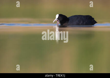 Schwarz Blässhuhn (Fulica atra), Schwimmen, Italien Stockfoto