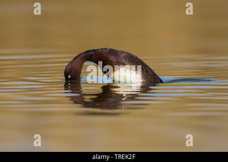 Moorente (Aythya nyroca), drake Nahrungssuche im Wasser, Seitenansicht, Italien Stockfoto