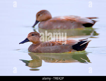 Schnatterente (Anas strepera, Mareca strepera), Schwimmen Drake, Seitenansicht, Italien Stockfoto