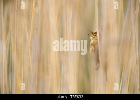 Große Teichrohrsänger (Acrocephalus arundinaceus), singende Männchen in Schilf, Italien, Firenze Stockfoto