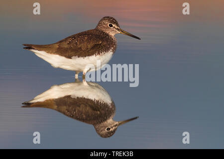 Green sandpiper (Tringa ochropus), in Wasser, Italien Stockfoto