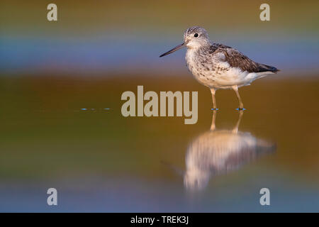 Gemeinsame greenshank (Tringa nebularia) in Wasser, Italien Stockfoto