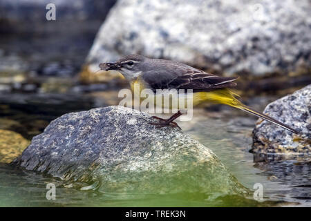 Zentralasiatischen Gebirgsstelze (Motacilla cinerea melanope, Motacilla melanope), die von der Wasserseite mit Insekt im Schnabel, Kasachstan, Almaty, Ile Alatau Nationalpark Stockfoto