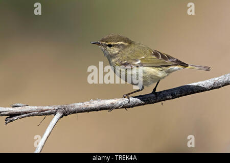 Der hume Gelbbrauen-laubsänger (Phylloscopus Humei), auf einem Zweig, Kasachstan, Almaty Stockfoto