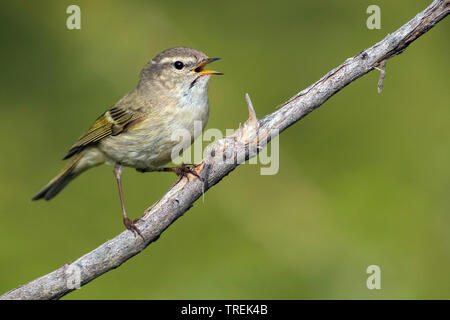 Der hume Gelbbrauen-laubsänger (Phylloscopus Humei), auf einem Zweig, Kasachstan, Almaty Stockfoto