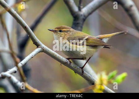 Der hume Gelbbrauen-laubsänger (Phylloscopus Humei), auf einem Zweig, Kasachstan, Almaty, Ile Alatau Nationalpark Stockfoto