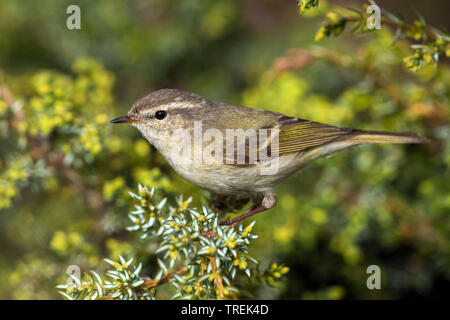 Der hume Gelbbrauen-laubsänger (Phylloscopus Humei), auf einem Zweig, Kasachstan, Almaty, Ile Alatau Nationalpark Stockfoto