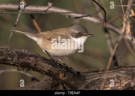 Lesser Whitethroat (Sylvia curruca), auf einem Zweig, Kasachstan, Almaty Stockfoto