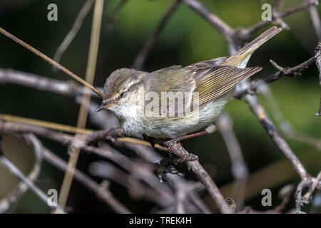 Der hume Gelbbrauen-laubsänger (Phylloscopus Humei), auf einem Zweig, Kasachstan, Almaty, Ile Alatau Nationalpark Stockfoto