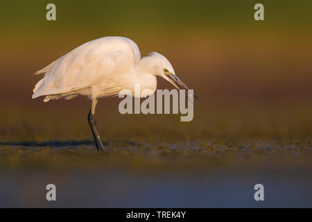 Seidenreiher (Egretta garzetta) in Wasser, Italien Stockfoto