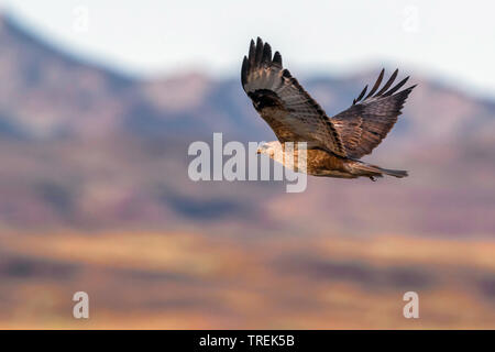 Langbeinige Mäusebussard (Buteo rufinus), im Flug, Kasachstan, Almaty Stockfoto