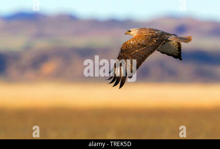 Langbeinige Mäusebussard (Buteo rufinus), im Flug, Kasachstan, Almaty Stockfoto