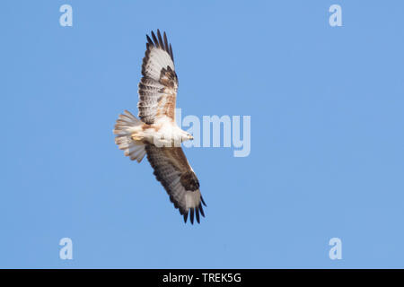 Langbeinige Mäusebussard (Buteo rufinus), im Flug, Kasachstan, Almaty Stockfoto