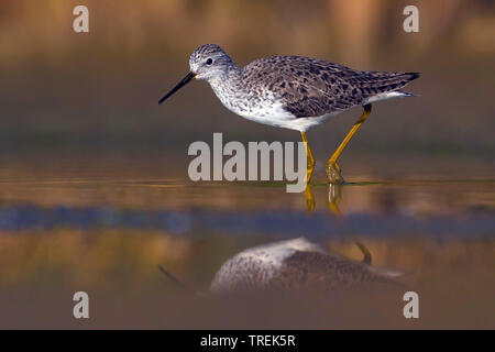 Marsh sandpiper (Tringa stagnatilis) in Wasser, Italien Stockfoto