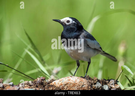 Maskiert, maskiert Bachstelze Bachstelze (Motacilla personata personata, Motacilla alba), auf dem Boden, Kasachstan, Almaty, Ili-Alatau Nationalpark Stockfoto