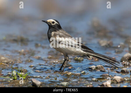 Maskiert, maskiert Bachstelze Bachstelze (Motacilla personata personata, Motacilla alba), die von der Wasserseite, Kasachstan, Almaty, Ili-Alatau Nationalpark Stockfoto