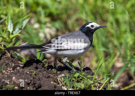 Maskiert, maskiert Bachstelze Bachstelze (Motacilla personata personata, Motacilla alba), auf dem Boden, Kasachstan, Almaty, Ili-Alatau Nationalpark Stockfoto
