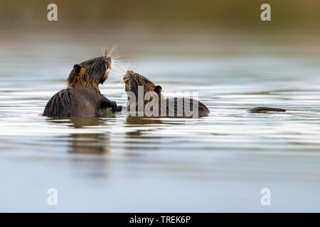 Nutrias, Nutria (Myocastor nutria), zwei nutrias im Wasser kämpfen, Italien Stockfoto