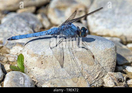 Die Südeuropäischen Skimmer (Orthetrum Brunneum), männlich Sonnenbad auf einem Stein, Seitenansicht, Italien Stockfoto