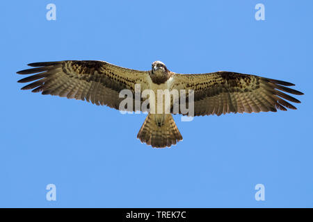 Osprey, Fisch Hawk (Pandion haliaetus), im Flug, Italien, Firenze Stockfoto