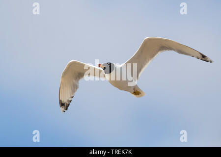 Große Lachmöwe, Pallas Gulls (Larus Ichthyaetus ichthyaetus ichthyaetus,), im Flug, Kasachstan, Astana Stockfoto