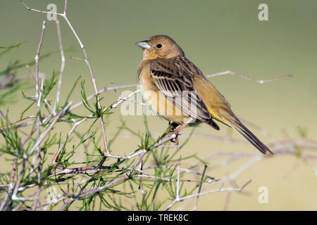 Rothaarige Bunting (Emberiza bruniceps), Weibliche, Kasachstan, Almaty Stockfoto