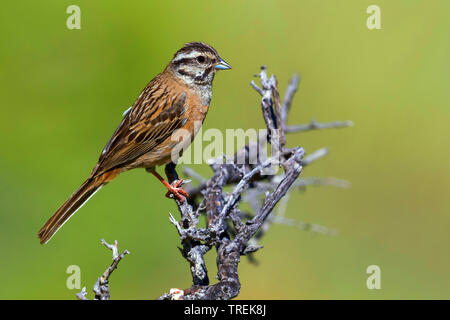 Zippammer (Emberiza cia), auf einem Zweig, Kasachstan, Almaty Stockfoto