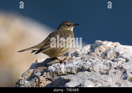 Rock pitpit (Anthus petrosus), auf einem Felsen, Italien, Toskana Stockfoto